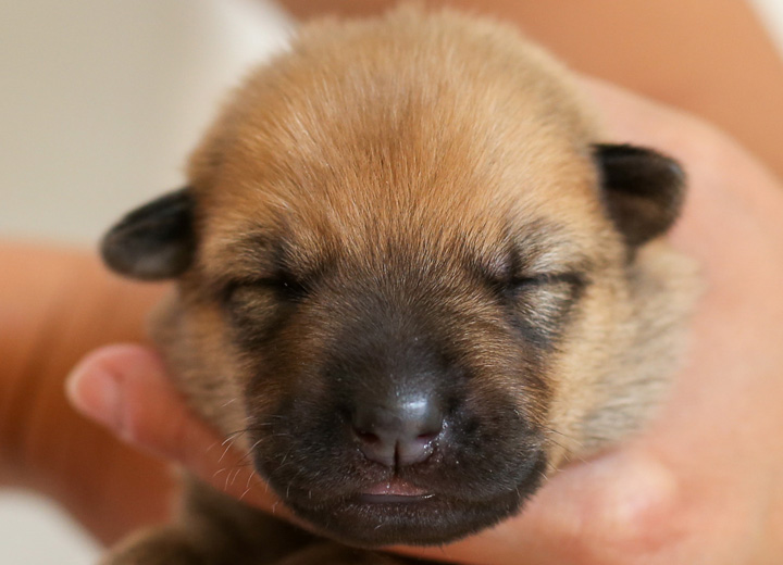 chinook puppy